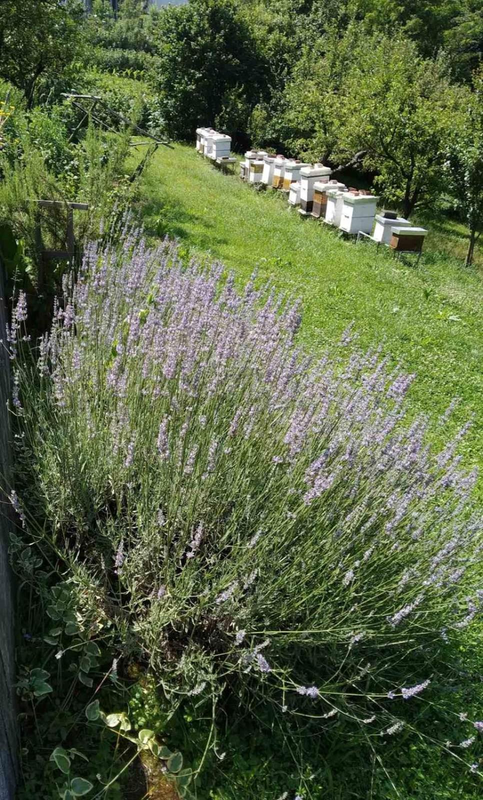 Guest House Bee Visoko Εξωτερικό φωτογραφία