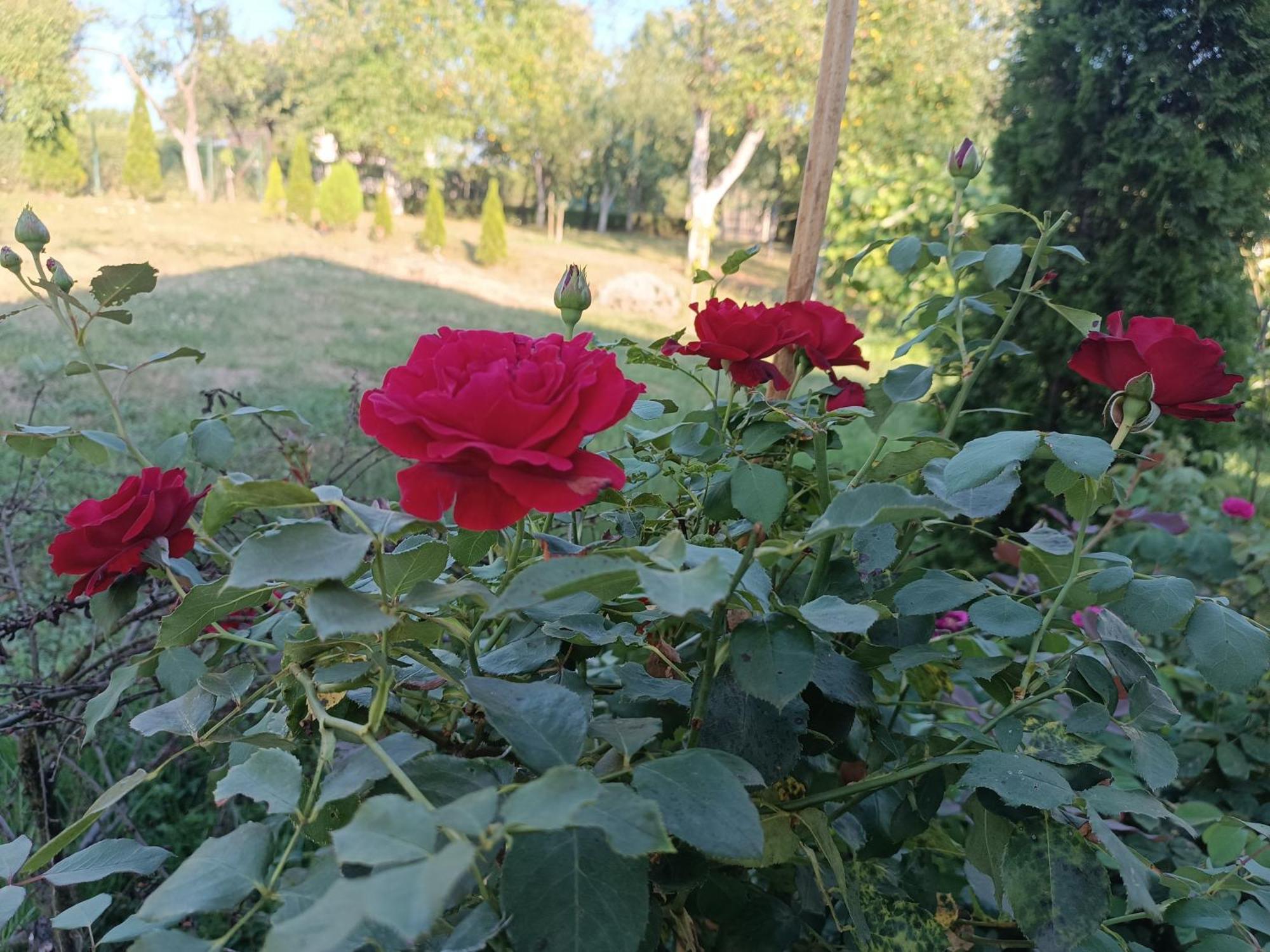 Guest House Bee Visoko Εξωτερικό φωτογραφία